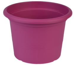 Саксия Campanula 23 снимка-8