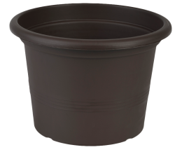 Саксия Campanula 23 снимка-10