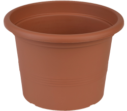 Саксия Campanula 23 снимка-4