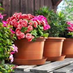 Саксия Campanula 23 снимка-2