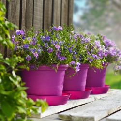Подложка за Campanula 40 снимка-0